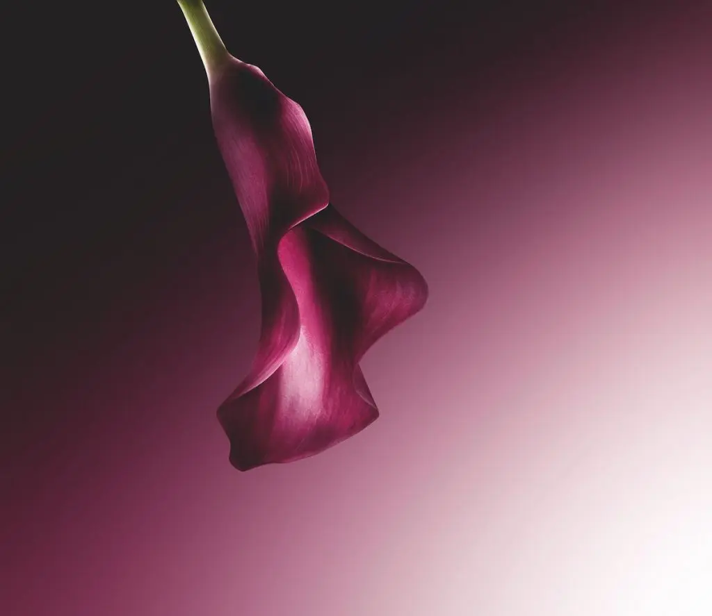 Biocellular Longoza Extract in the Captuire Totale Eye Serum 