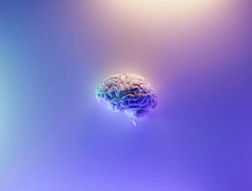 neuroaesthetics: how the brain perceives beauty