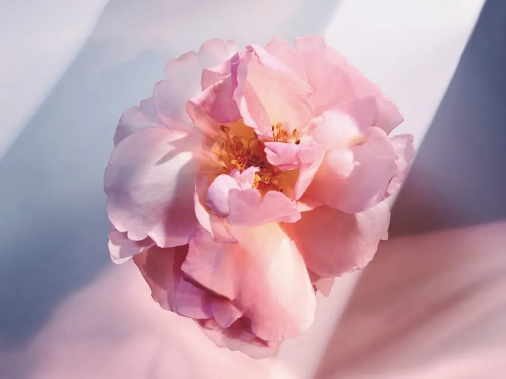 Beauty of a flower captured in floral perfumes