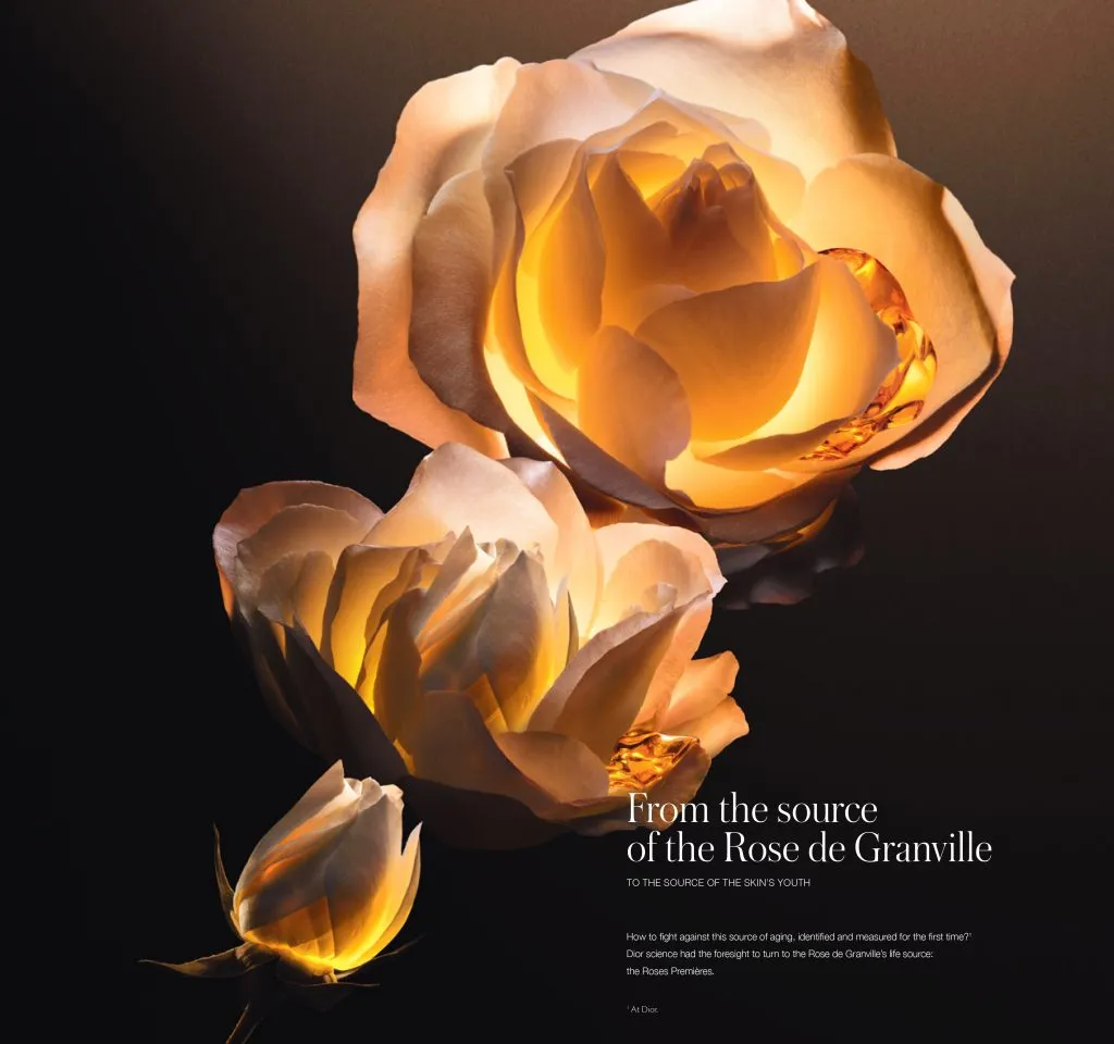 Rose de Ganville